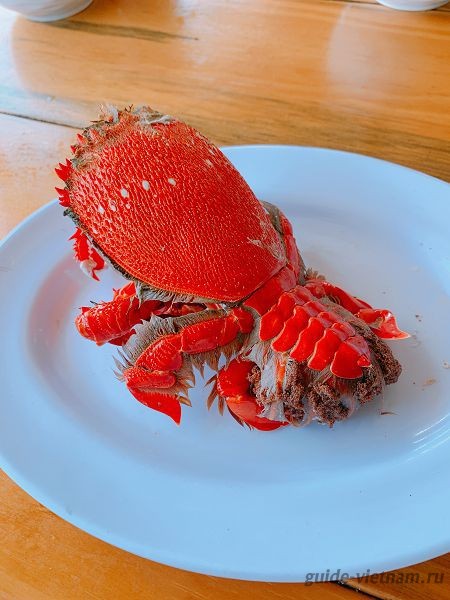 Варёная медведка